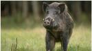 Wild boar attack 10 injured at Kozhikode