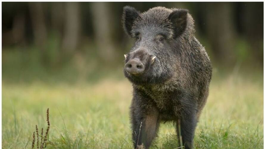 Wild boar attack 10 injured at Kozhikode Wild boar attack 10 injured at Kozhikode