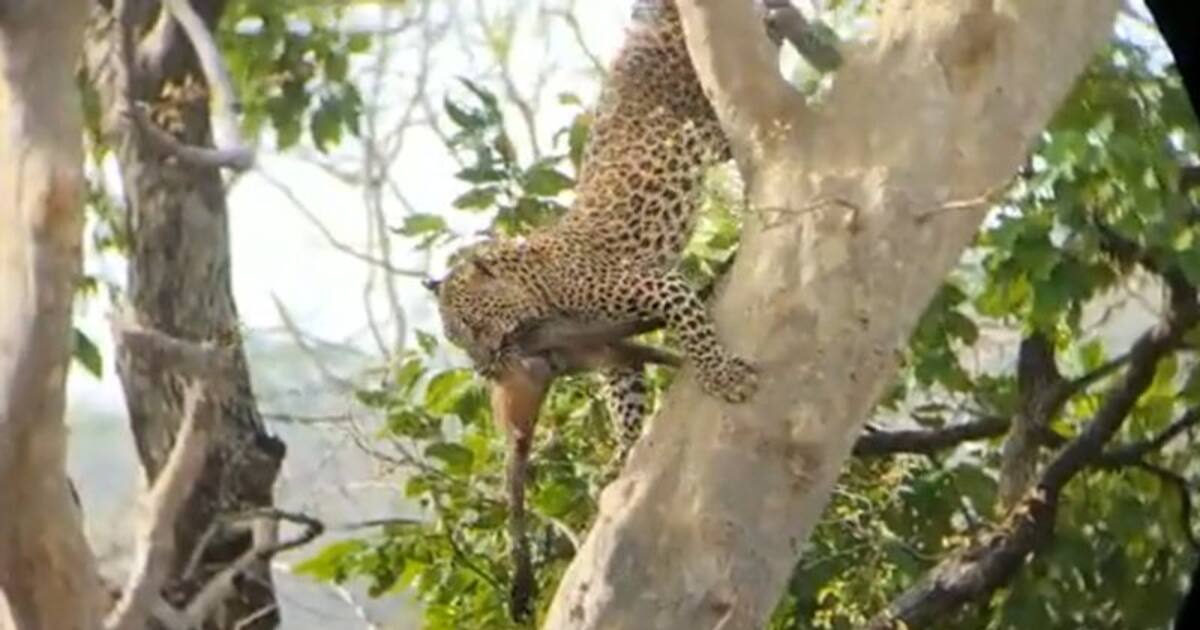 Leopard Climbs Tree To Hunt Monkey At Mps Panna Tiger Reserve Rare