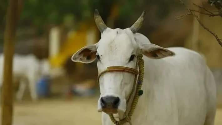 Cow should be declared national animal - Allahabad High Court