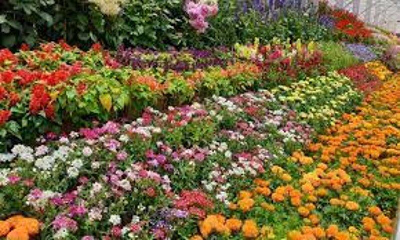 Chennai Flower Exhibition -  Rs 8.35 lakh collected in just 2 days 