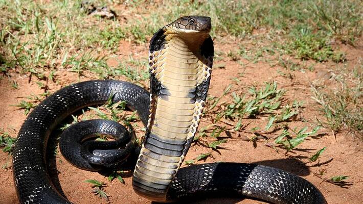 Seeing poisonous cobra snake running platform of Agra railway station there was stir wildlife rescued Seeing poisonous cobra snake running platform of Agra railway station there was stir wildlife rescued