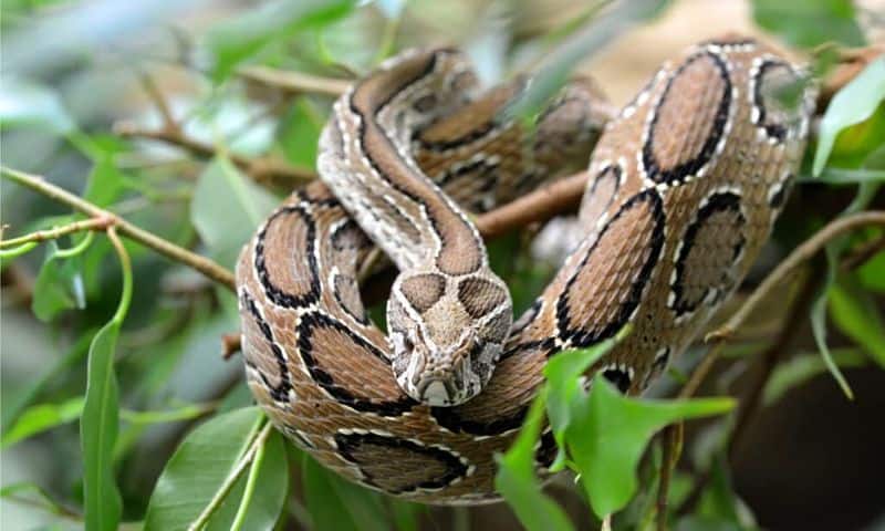 four deadliest snakes in Kerala 