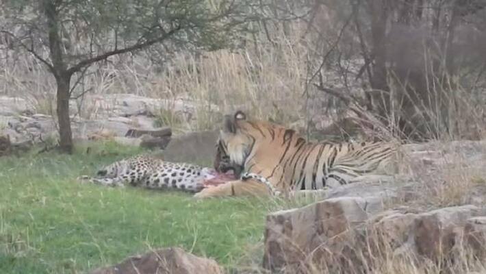 sikar news Ranthambore National Park tiger hunt panther who enter his territory sca sikar news Ranthambore National Park tiger hunt panther who enter his territory sca