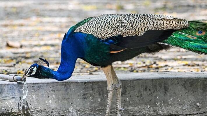A rare truth told by the Siddhas about Peacock death A rare truth told by the Siddhas about Peacock death