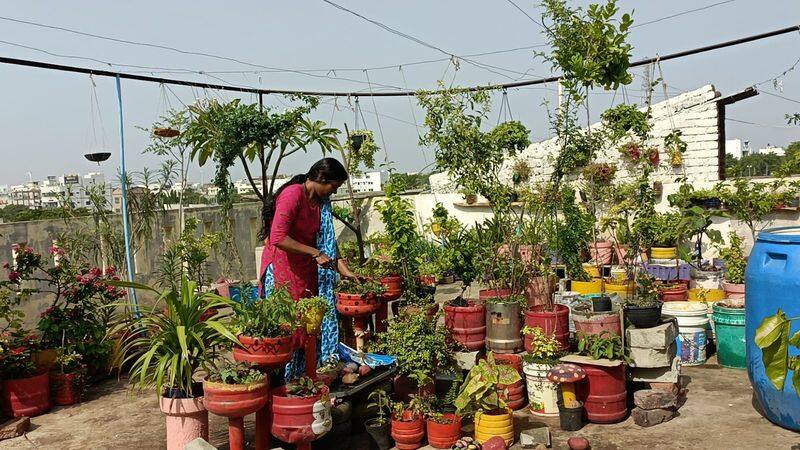 Suma Created Terrace Garden at Her Home at Lingsugur in Raichur grg 