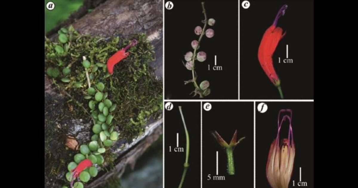 Unbelievable! Rare 'lipstick' plant rediscovered in Arunachal after 100 years