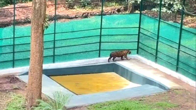 Rescued tiger cub gets new enclosure on World Environment Day at valparai