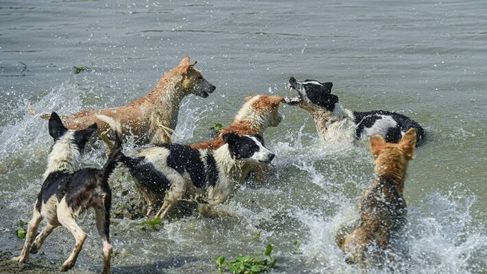 Kerala will approach Supreme court seeking permission to kill violent dogs Kerala will approach Supreme court seeking permission to kill violent dogs