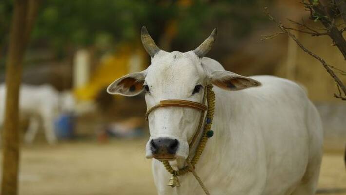 cow brutally raped by men, died in yanam cow brutally raped by men, died in yanam