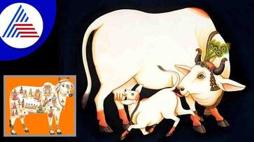according to vastu placing a picture or idol of a cow in your house will bring good luck in tamil mks according to vastu placing a picture or idol of a cow in your house will bring good luck in tamil mks