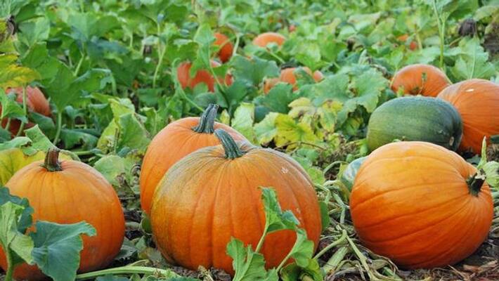 pumpkin surprising health benefits for body weight loss anti aging NTP