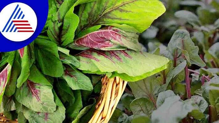 health tips in kannada use this herb to boost your immunity at home health tips in kannada use this herb to boost your immunity at home