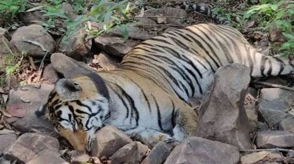 Tiger Dies Due to Heart Attack while Fight in Mangaluru grg Tiger Dies Due to Heart Attack while Fight in Mangaluru grg