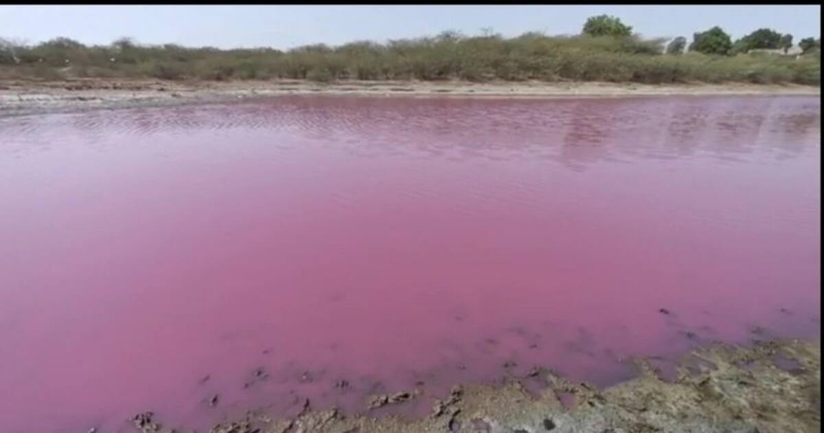 Lake water turns pink ఏకంగా ఒక‌ స‌ర‌స్సు నీరంతా గులాబీ రంగులోకి