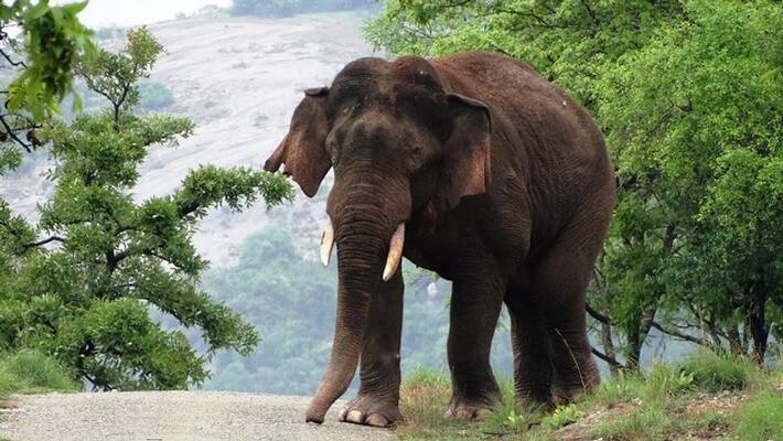 attempts continues to chase out elephant in dhoni attempts continues to chase out elephant in dhoni