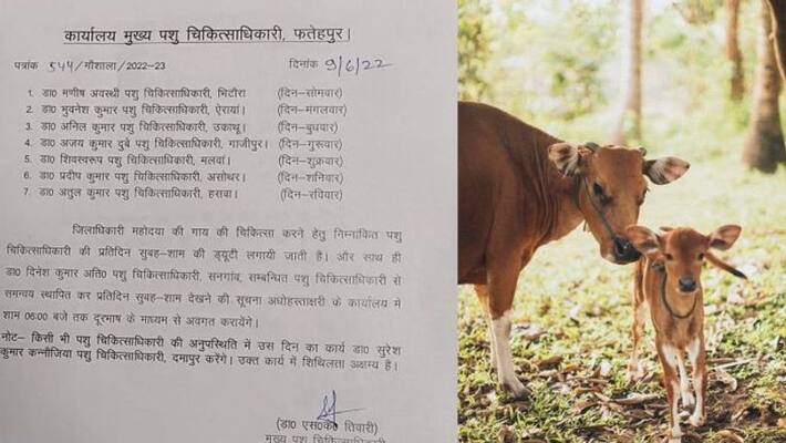 Viral Order deputes 7 veterinary doctors for Fatehpur DM's cow Viral Order deputes 7 veterinary doctors for Fatehpur DM's cow