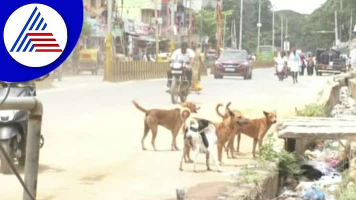 Uttara Kannada District Administration Measures to Control Street Dogs grg Uttara Kannada District Administration Measures to Control Street Dogs grg