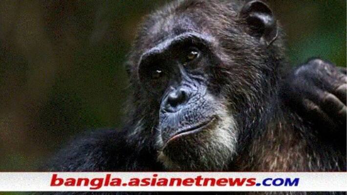 The Chimpanzee came out of the cage at Alipore Zoo RTB The Chimpanzee came out of the cage at Alipore Zoo RTB