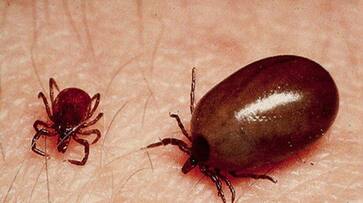 Scrub Typhus in Odisha and Himachal Pradesh many dead gow Scrub Typhus in Odisha and Himachal Pradesh many dead gow