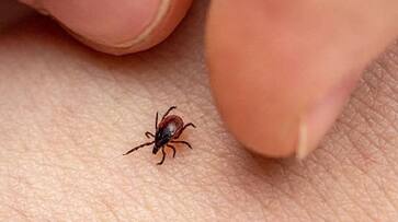 5 people died scrub typhus in odisha 9 people confirmed sts 5 people died scrub typhus in odisha 9 people confirmed sts