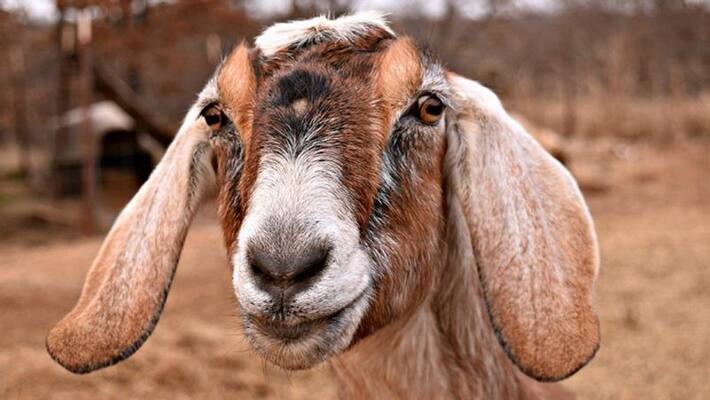 goat euthanasia after confirm rabies virus in alappuzha goat euthanasia after confirm rabies virus in alappuzha