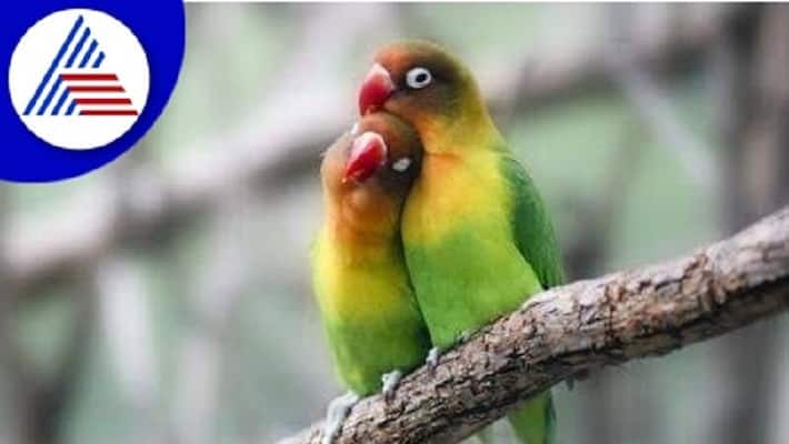 If The Bird Is Imprisoned In The House Then Know Its Consequences If The Bird Is Imprisoned In The House Then Know Its Consequences