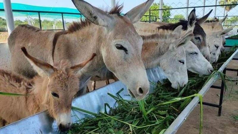 donkey milk: Worlds Most Expensive Paneer is Sold For Rs 80,000 Per Kg: why?