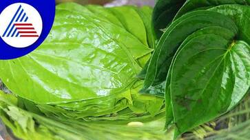 eating betel leaf after food why eating betel leaf after food why