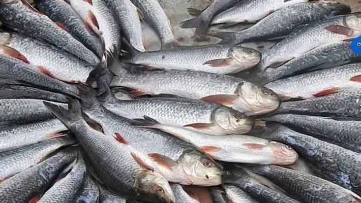 Rain Effect fish price double In Udupi rbj Rain Effect fish price double In Udupi rbj