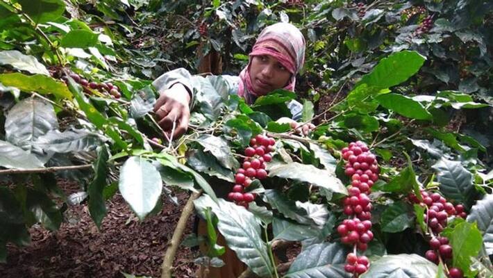 Assam Based Labor Leader Sameer Ali Fraud to Coffee Growers in Chikkamagaluru grg Assam Based Labor Leader Sameer Ali Fraud to Coffee Growers in Chikkamagaluru grg