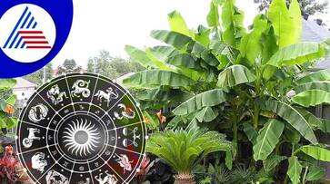 importance of banana tree in astrology importance of banana tree in astrology