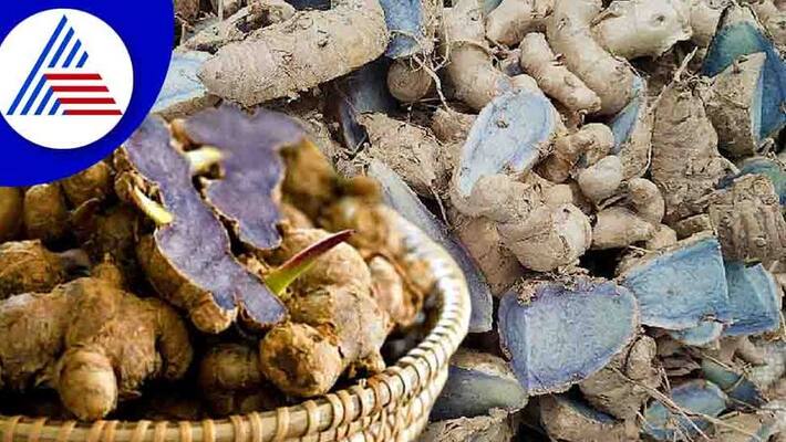 Business Ideas These are the benefits of black turmeric if you cultivate it in two acres you are sure to become a millionaire Business Ideas These are the benefits of black turmeric if you cultivate it in two acres you are sure to become a millionaire