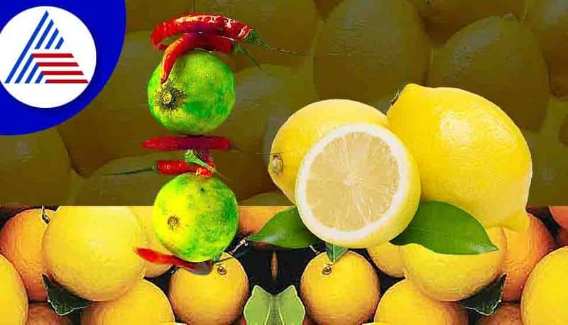 History Significance And Scientific Reason Lemon Chilli