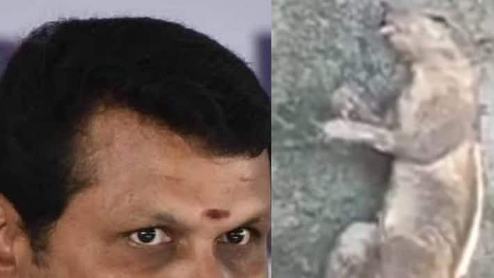 Minister Senthil Balaji is right .. Squirrel is the reason for the power cut. Minister Senthil Balaji is right .. Squirrel is the reason for the power cut.