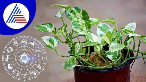 plant this plant at home your lost money will come back