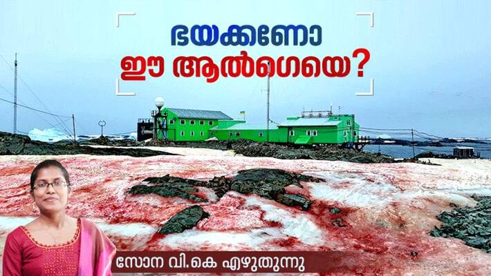 research on the link between snow blood and climate change research on the link between snow blood and climate change