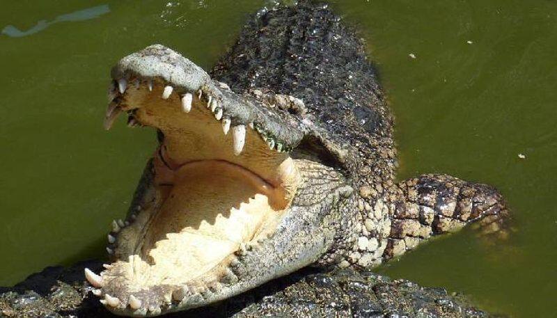 Madras HC allows relocation of 1000 crocodiles from Mamallapuram crocodile farm to Gujarat