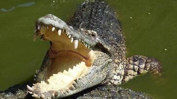 Man snatched by crocodile, half eaten-body found Man snatched by crocodile, half eaten-body found