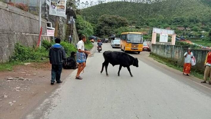 Panchayat officials seize the cattle which block collector's vehicle Panchayat officials seize the cattle which block collector's vehicle