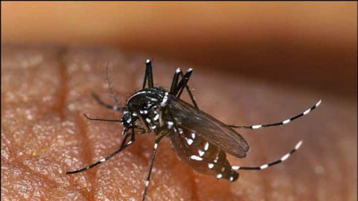 One more died of dengue in the city, three women died in Kolkata in seven days One more died of dengue in the city, three women died in Kolkata in seven days
