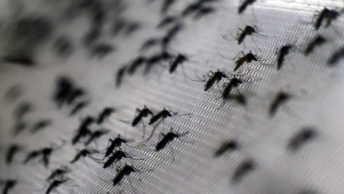 West Bengal Dengue situation is worsening ANBSS West Bengal Dengue situation is worsening ANBSS
