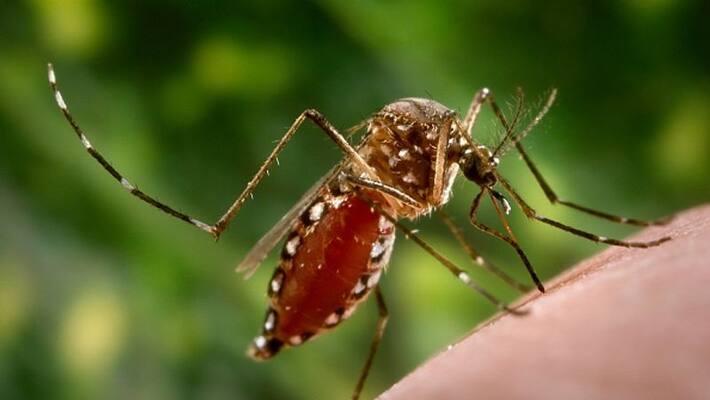 Dengue is creating fear among the people as the number of patients is increasing before Durga Puja 2022 ANBISD Dengue is creating fear among the people as the number of patients is increasing before Durga Puja 2022 ANBISD