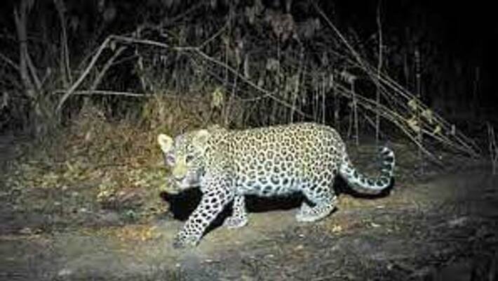 People panic over leopard killing sheep near Varusanadu in theni district People panic over leopard killing sheep near Varusanadu in theni district