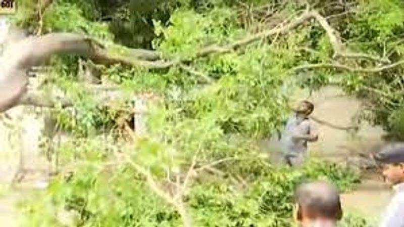 Bank manager killed in car crash by falling tree in Chennai
