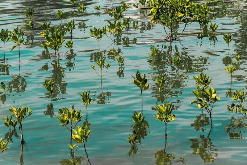 Deshantharam on Eastern Mangroves in Abu Dhabi by Dr Haseena Beegum