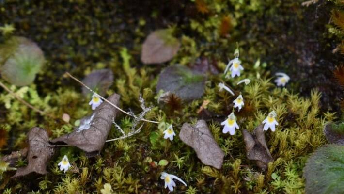 rare carnivorous plant utricularia furcellata found in uttarakhand forest department pwt rare carnivorous plant utricularia furcellata found in uttarakhand forest department pwt