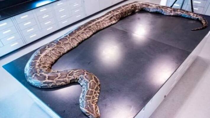 To Catch a Snake Largest Python Found in Everglades Signals a Threat apa To Catch a Snake Largest Python Found in Everglades Signals a Threat apa