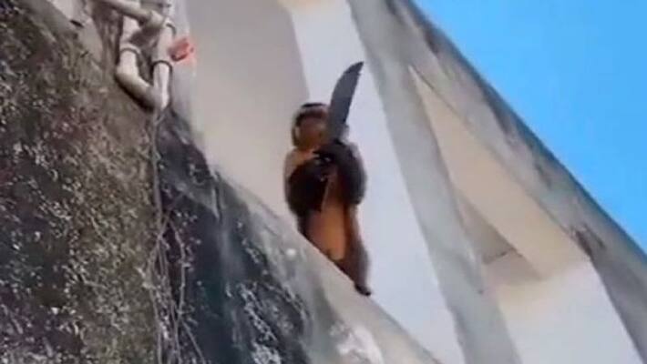 monkey with Knife brazil terrorising town apa monkey with Knife brazil terrorising town apa