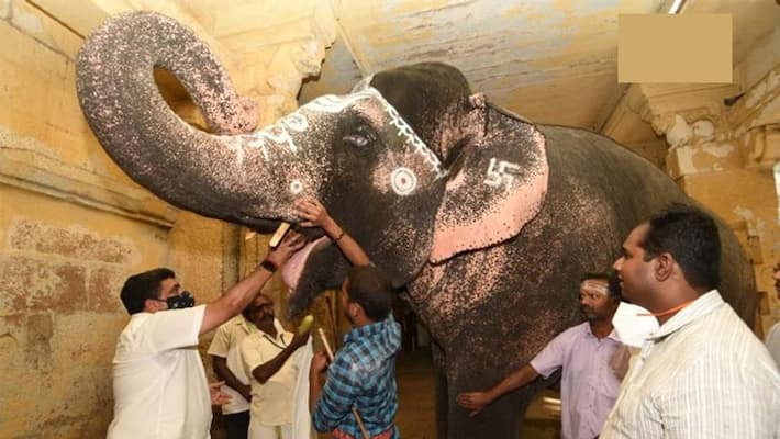a veterinary doctor Nikron Thongi from Thailand visited Madurai Meenakshi Amman Temple to treat elephant Parvati for cataract kpa a veterinary doctor Nikron Thongi from Thailand visited Madurai Meenakshi Amman Temple to treat elephant Parvati for cataract kpa